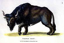 European Bison