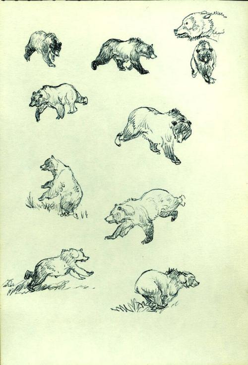 Bears