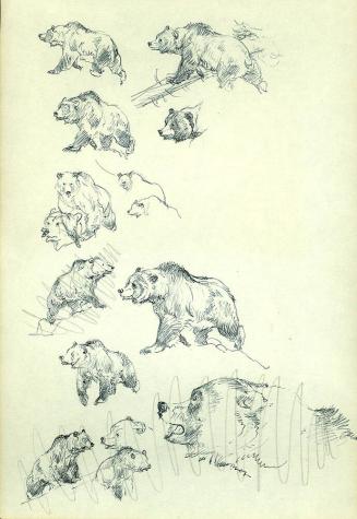 Bear sketches