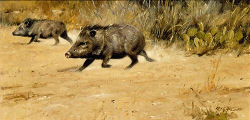 Javelinas