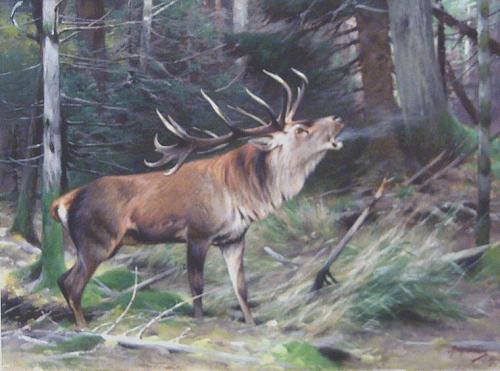 Woodland Stag