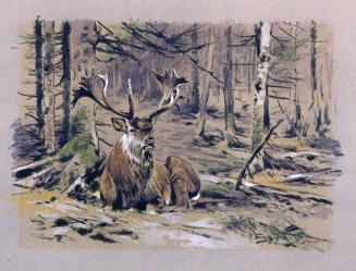 Woodland Stag