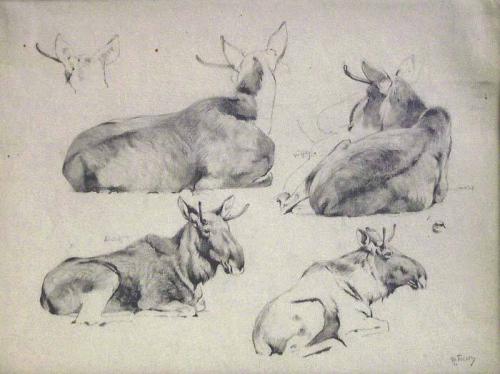 Moose Study