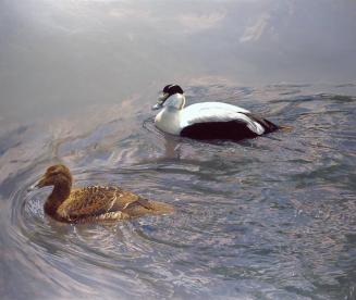 Eider pair