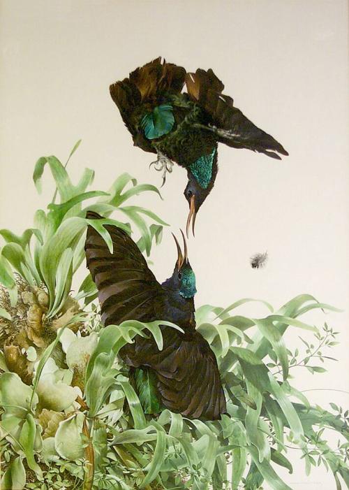 Paradise Riflebirds