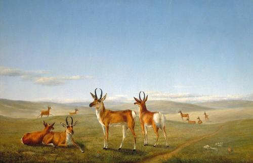 Pronghorn Antelope