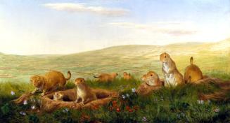 Prairie Dog Village