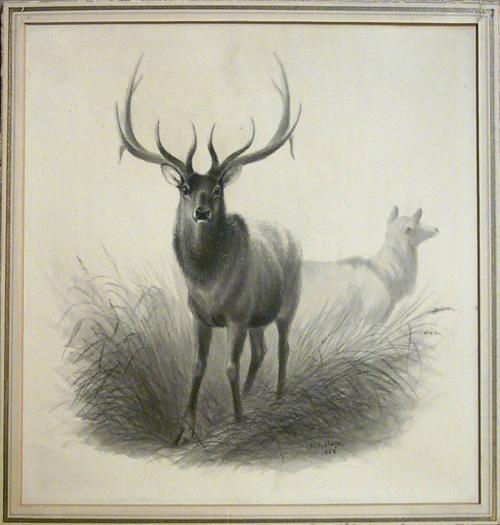 American Elk