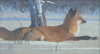 Sly Fox