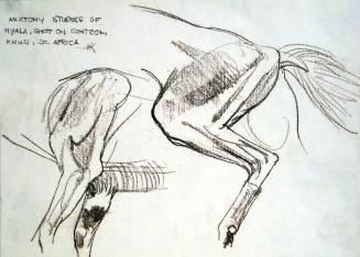 Anatomy Studies of Nyala