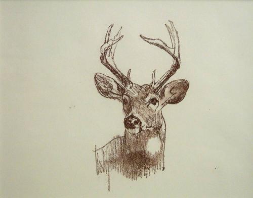 Untitled Sketch - Whitetail Buck
