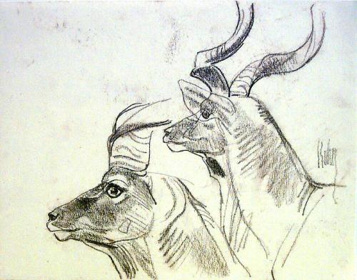 Kudu Bulls