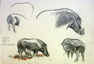 Warthogs