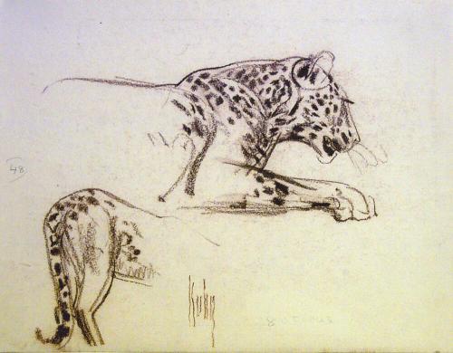 Leopards