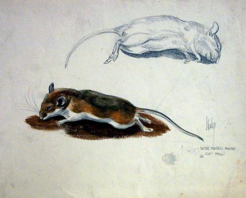 White-footed Mouse