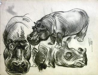 Hippo and Rhino