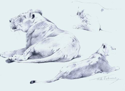 Lioness Study