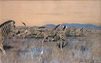 Herd of Zebra