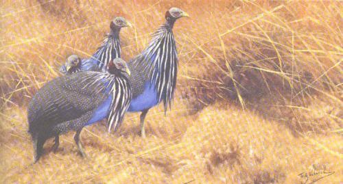 Guinea Fowl