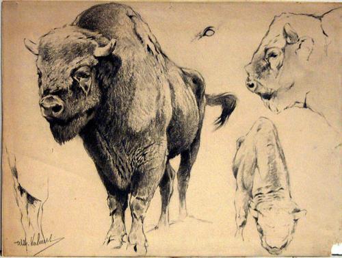 Wisent (European Bison)