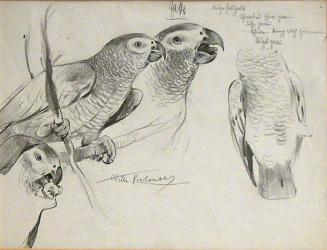 Parrot Study