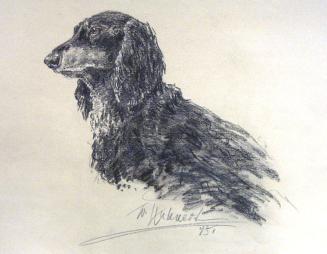 Dachshund