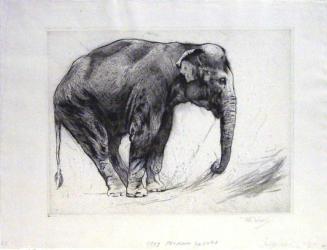 Indian Elephant