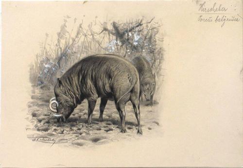 Wild Boars