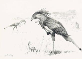 Secretary Birds