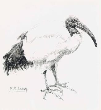 Sacred Ibis