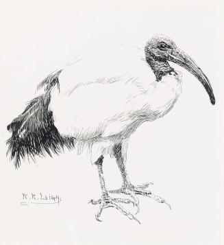 Sacred Ibis