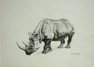 African Rhinoceros