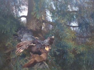 Pine Marten Attacking Cock Capercaillie