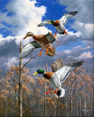 Descending Trio-Mallards