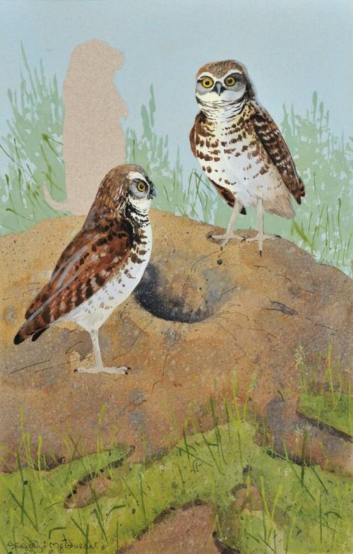 Burrowing Owl