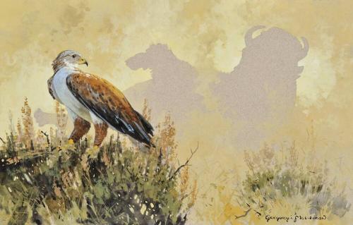 Ferruginous Hawk