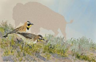 Horned Lark