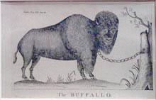 The Buffalo