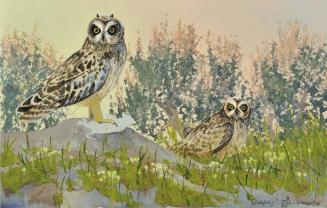 Short-Eared Owl