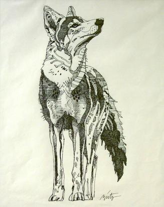 Skyward Looking Coyote