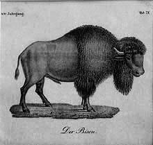 Der Bison