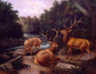 Three Elk