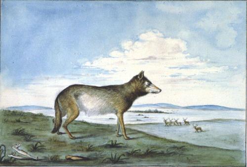 Canis Lupus