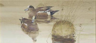 Whistle-American Widgeon