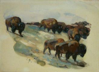 Buffalo Herd