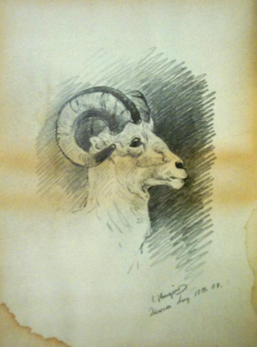 Dall Ram Sheep