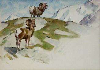 Two Bighorns