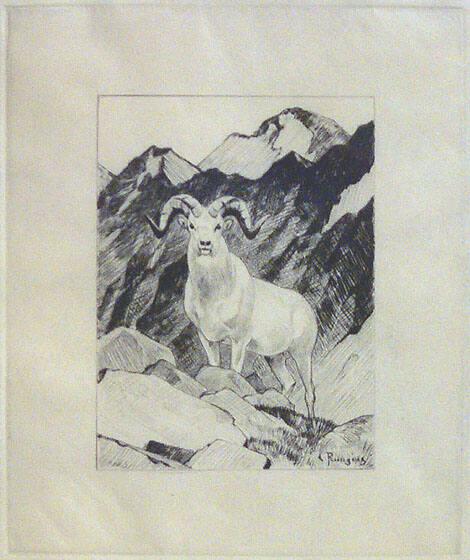 Untitled Dall Sheep (for Knight bookplate)
