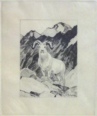 Untitled Dall Sheep (for Knight bookplate)