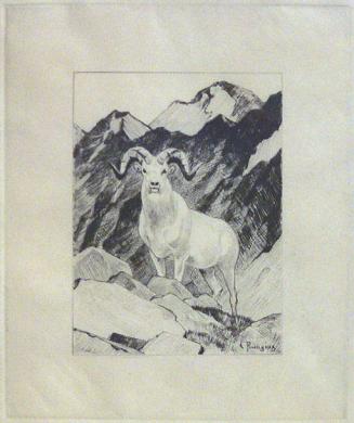 Untitled Dall Sheep